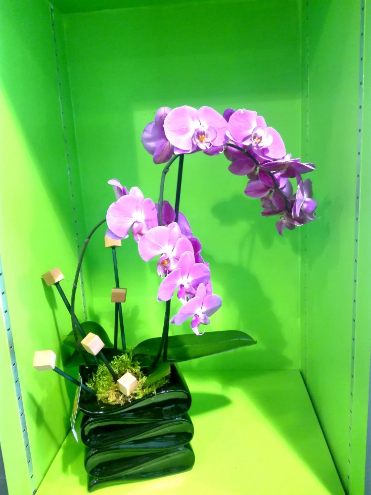 Acheter orchidée avec cache pot plante