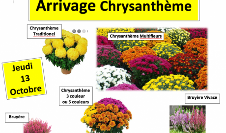 Chrysanthème, Bruyère vivace, bruyère, chrysantheme ponpon, Toussaint, 1 Novembre, cimetière livraison, chrysantheme sallanches, Fleuriste sallanches 