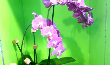 Acheter orchidée avec cache pot plante