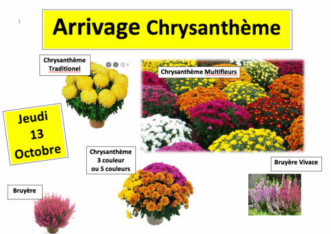 Chrysanthème, Bruyère vivace, bruyère, chrysantheme ponpon, Toussaint, 1 Novembre, cimetière livraison, chrysantheme sallanches, Fleuriste sallanches 