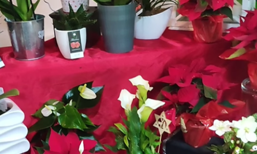 Bouquet de fleurs pour Noël à Sallanches