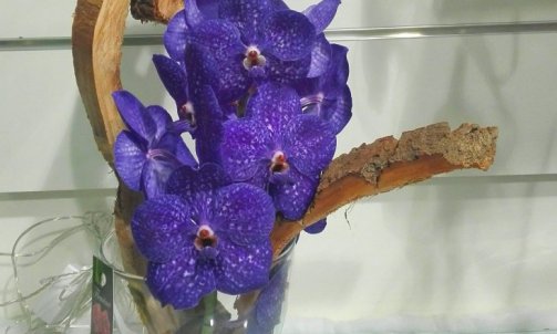 Composition fleurs couée orchidée wanda