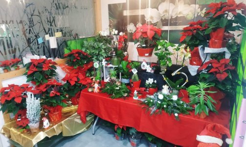 Poinsettia