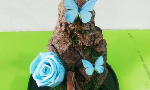 Rose Eternellle bleu papillon