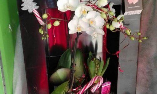 Composition florale Noël 